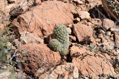 Escobaria chihuahuensis