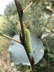 Sphinx poecila