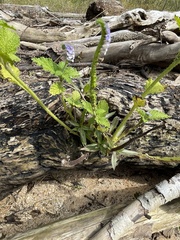 Heliotropium indicum