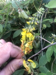 Crotalaria pumila