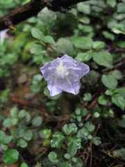 Strobilanthes rankanensis