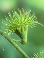 Agrimonia gryposepala