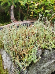 Cladonia scabriuscula
