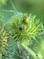 Agrimonia gryposepala