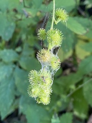 Agrimonia gryposepala