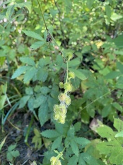 Agrimonia gryposepala