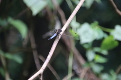 Orthetrum triangulare