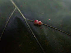 Zopheroteras sphaerula