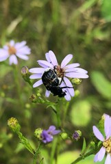 Trichiotinus assimilis