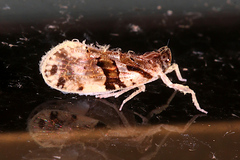 Cixiinae
