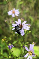 Trichiotinus assimilis