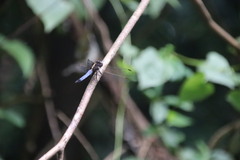 Orthetrum triangulare