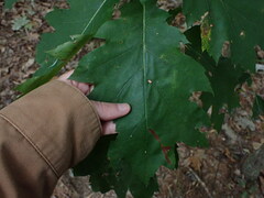 Zopheroteras sphaerula