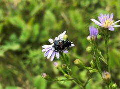 Trichiotinus assimilis