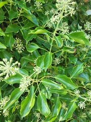 Hedera