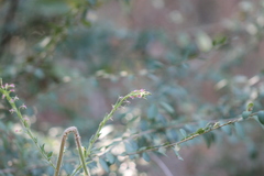 Oenothera curtiflora