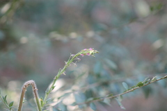 Oenothera curtiflora