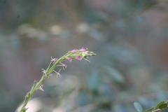 Oenothera curtiflora