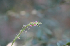 Oenothera curtiflora