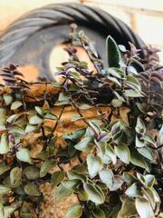 Strobilanthes auriculata