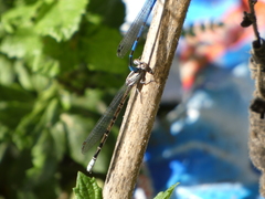 Argia vivida