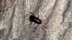 Periplaneta japonica