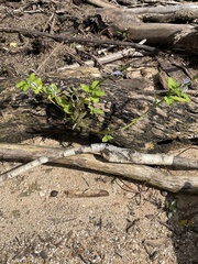 Heliotropium indicum