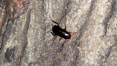 Periplaneta japonica