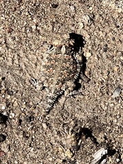 Phrynosoma blainvillii