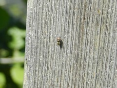Physiphora alceae