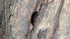 Periplaneta japonica