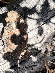 Phrynosoma blainvillii