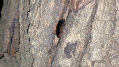 Periplaneta japonica