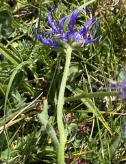 Phyteuma hemisphaericum