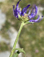 Phyteuma hemisphaericum
