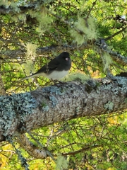 Junco hyemalis image