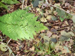 Dryopteris intermedia