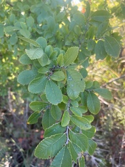 Ulmus crassifolia