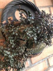 Strobilanthes auriculata