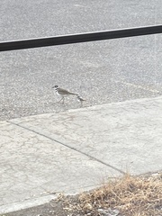 Charadrius vociferus