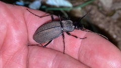 Leptocarabus