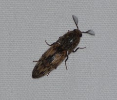 Pherhimius fascicularis
