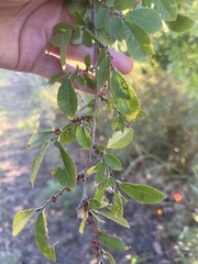 Ulmus crassifolia