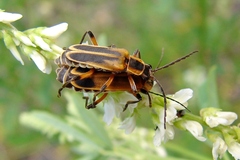 Chauliognathus marginatus
