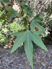 Platanus racemosa