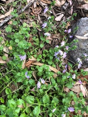 Scaevola albida