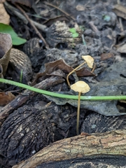 Mycena crocea