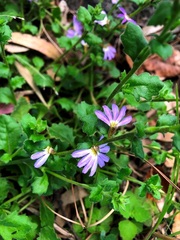 Scaevola albida