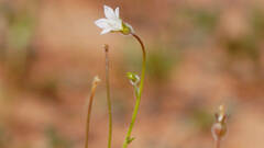 Wahlenbergia gracilenta