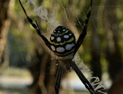 Argiope picta